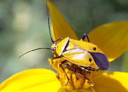 yellow bug