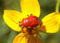 red bug