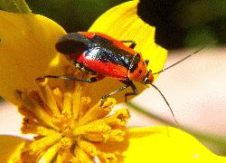 black and red bug