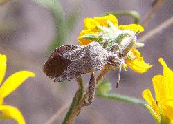 small leaf-footed bug