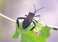 giant agave bug