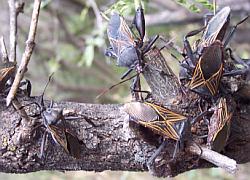 Giant Mesquite Bug