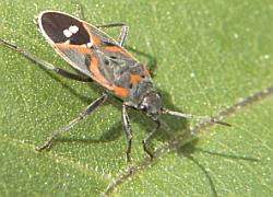 Small Eastern Milkweed Bug