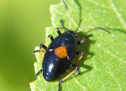 Red and black nymph