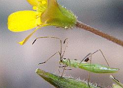 Damsel bug nymph