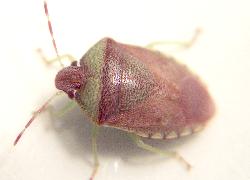 adult stink bug