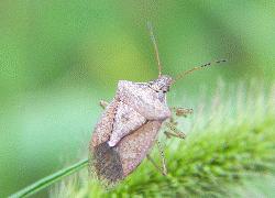 stink bug