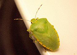 green stink bug