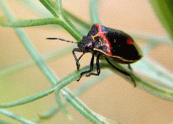 Wee Harlequin Bug