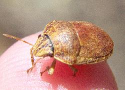 stink bug