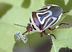 eyed stink bug