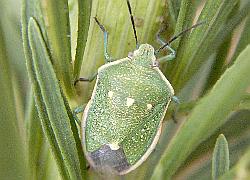 stink bug