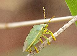 stink bug