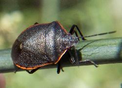 stink bug