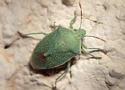 stink bug