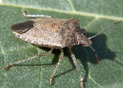 stink bug