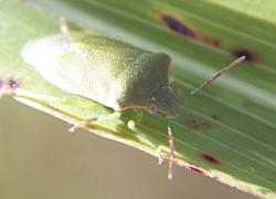 Stinkbug