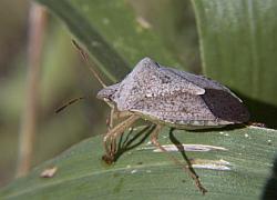 Stinkbug