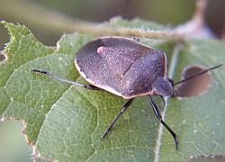 Stinkbug