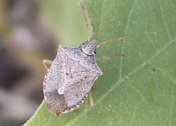 Stinkbug