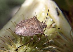 Stinkbug