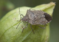 Stinkbug