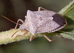 Stinkbug