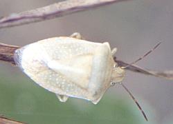 Stinkbug