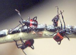 Giant Mesquite Bug