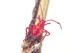 Giant Mesquite Bug