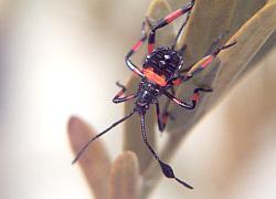 Giant Mesquite Bug