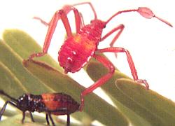 Giant Mesquite Bug