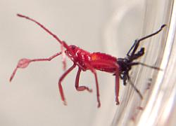 Giant Mesquite Bug