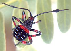 Giant Mesquite Bug