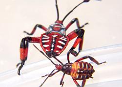 Giant Mesquite Bug