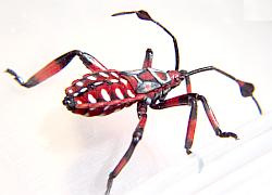 Giant Mesquite Bug