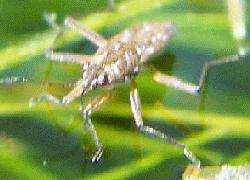 water strider