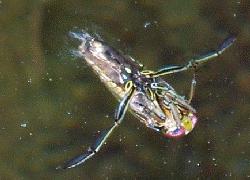 Backswimmer