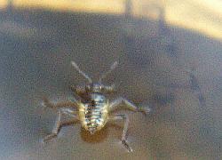 small water strider