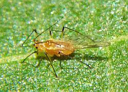 Winged aphid