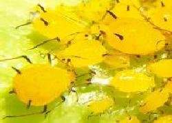 Oleander Aphids