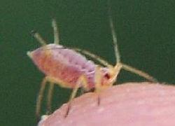 Aphid