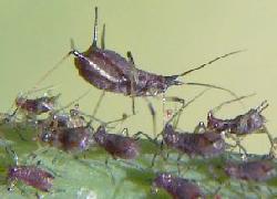 aphids on dandelion