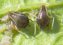 Red aphids