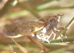 Small Cicada