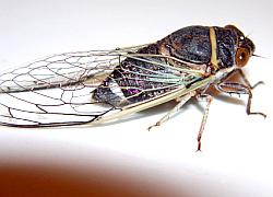 Cicada