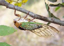 cicada