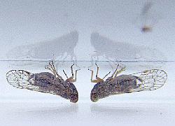 two leafhoppers