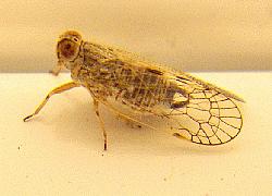 leafhopper