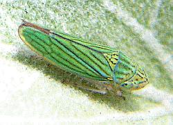 colorful leafhopper